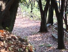 森のような公園 素晴らしい住環境